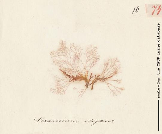 Ceramium diaphanum elegans_74.jpg